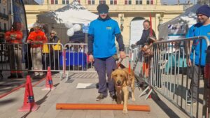 Les chiens guides à l’honneur à Béziers !